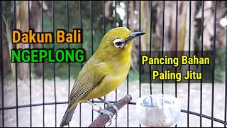 bait jitu pleci dakun bali ngeplong