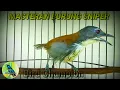Burung Sniper Gacor || MASTERAN BURUNG SNIPER GACOR