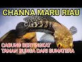 Download Lagu REVIEW CHANNA MARU RIAU - CABUNG BANYAK DARI BAWAH SAMPAI ATAS DI TIAP BAR, PROGRES MARU RIAU SIMPEL