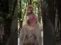 Download Lagu This Monkey Just Outsmarted Everyone! 🐒💡