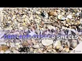Don t Miss This Do Your Chickens Need Grit and Oyster Shell