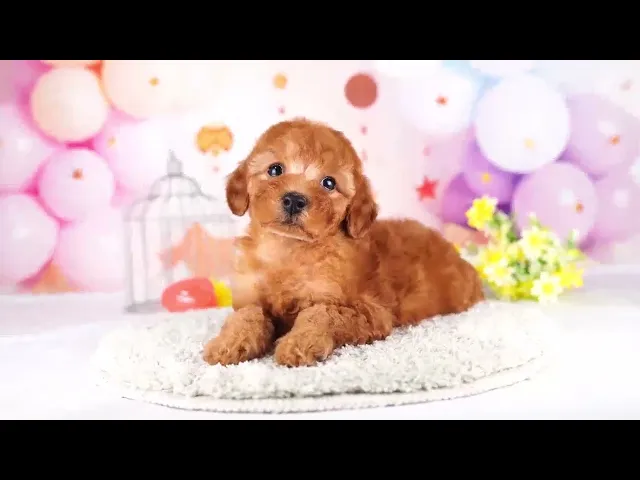 動画