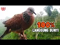 Download Lagu Suara Burung Tekukur Lokal Gacor Terbaik Untuk Pancingan