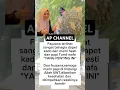 Download Lagu Fauzana Terlihat Sangat Bahagia #fauzana #fypyoutube #shortsviral