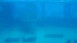 Hawaii Deleted Jawed Video 