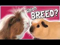 Choosing the Right Guinea Pig Breed Pros and Cons