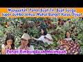 Download Lagu Melimpah Ruah !! Pertama Kali Panen Buah Tin Sebanyak Ini