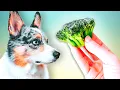Download Lagu The Controversy Around Vegetables For Dogs