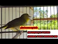 Download Lagu Pleci Buxtoni Ngalas Ngotot Efektif Buat Pancingan || pleci ngriwik langsung bukpar