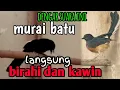 Download Lagu pancingan murai batu cepat kawin || paling ampuh