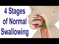 The 4 Stages of Swallowing Biomechanics Bolus Movement