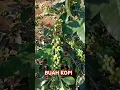 Download Lagu Buah Kopi #kopi #kopiindonesia #shorts #short #shortvideo #perkebunan #kopihitam