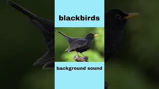 Blackbirds Background Sound Voice Sound Sound 