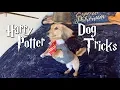 Video di my dog only responds to Harry Potter spells.