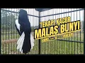 Download Lagu Suara Burung Kacer Bikin Lawan Emosi Gacor, Pancingan Kacer Agar Cepat Emosi Gacor