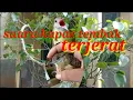 Download Lagu suara kapas tembak terjepit || suara kapas tembak kenak jerat