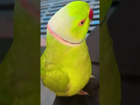 Hawao ne ye kaha #bollywood#love #song#couple #parrot #Sonu Monu#cute #birds #please like Subscribe🙏