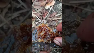 JIMINOGENI DOTO ASALI 2025 