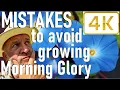 Lagu Five Mistakes to Avoid Growing Morning Glory - Ipomea purpurea and tricolor
