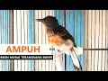 Download Lagu Suara Murai trotol belajar bunyi ngeriwik ‼️ TERAPI \u0026 Pancingan murai batu anakan agar cepat GACOR
