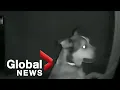 Download Lagu Homeward Bound: Kansas dog escapes from pet hotel and somehow finds its way home