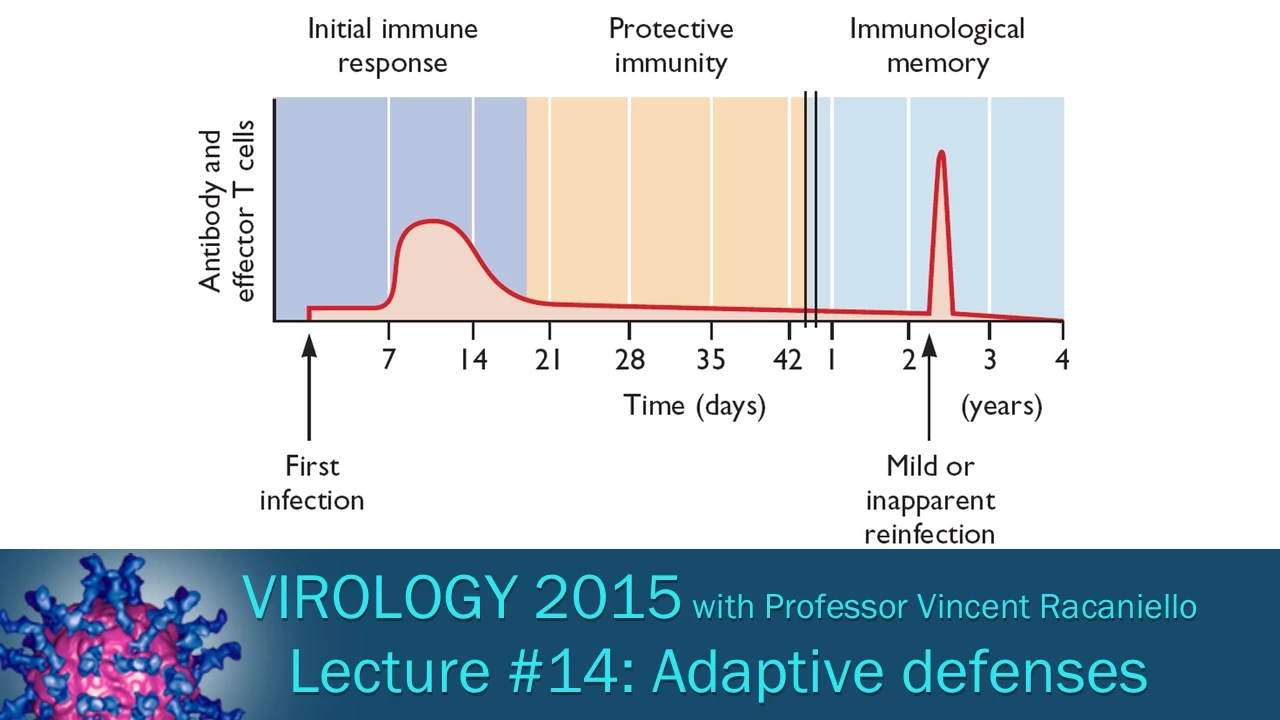 Virology 2015 Lecture #14: Adaptive defenses