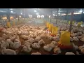 Download Lagu Musik untuk Ayam Broiler agar tidak mudah stres.