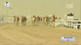 الشوط   مرضية  ل  هجن الرئاسة            مهرجان ختامي الشحانية              حول و زمول دندنها