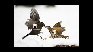 New Song Thrush And Black Bird Sound For Pro Hunting صوت سمن وشحرور جديد للصيد المحترف 