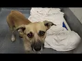 acs A651062