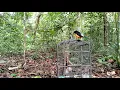 Download Lagu Mikat murai muda super gacor/raja pikat Sampek teller.