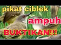 Download Lagu 🔴Suara pikat burung ciblek dijamin gak pakai lama langsung kena