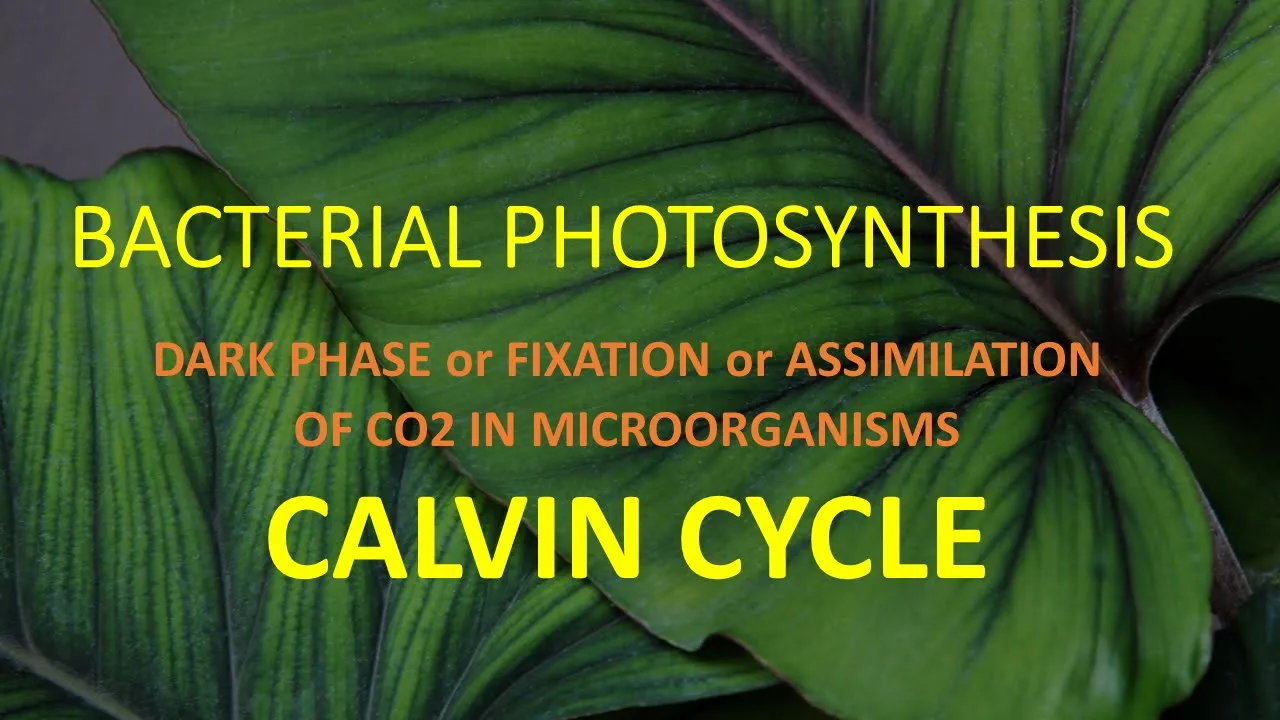 BACTERIAL PHOTOSYNTHESIS II CALVIN CYCLE   II DARK PHASE / FIXATION OF CO2 II