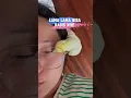 Download Lagu Kalo Ada Burung Kayak Gini, Siap-Siap Botak Mata!