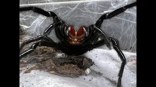Japanese Funnel Web project progress report