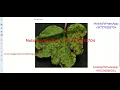 Cotton Leaf Disease Identification Using Image Processing Python Project With Source Code