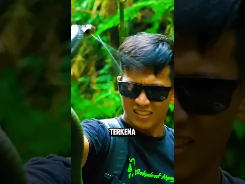 Semburan Ular Ini Bisa Bikin Kamu Buta‼️😱