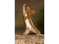 Squirrel dance very funny