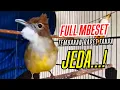 Download Lagu ⚪ MASTERAN WAJIB CUCAK JENGGOT GACOR FULL MBESET SPEED TANPA JEDA || TEMBAKAN MEWAH‼️ #cucakjenggot