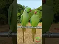 Lagu Indian Talking Parrot