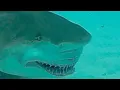 Facts The Lemon Shark