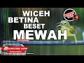 Download Lagu #1🔴Masteran Wajib Burung Juara❗️Kolibri Kelapa Betina Gacor Wiceh Gacor Nembak
