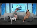 Let s Get Jax Adopted
