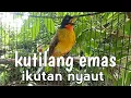 Download Lagu kutilang emas gacor