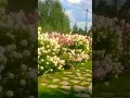 best hydrangeas in the world #hydrangea#hortensia#гортензія#гортензия#garden#flowers#сад#paniculata