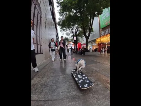 Remember, after reading this, you'll understand how dogs get lost in endless praise!