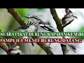Download Lagu Suara pikat burung kapasan kemiri mp3
