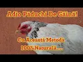 Lagu Spune Adio Păduchilor De Găină Cu Această Metodă 100% Naturală Eficienta si Sigura