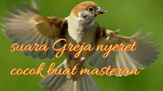 Download Suara Greja nyeret cocok buat masteran MP3