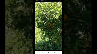 تحت الشجر ياوهيبه مجاراه Shorts 